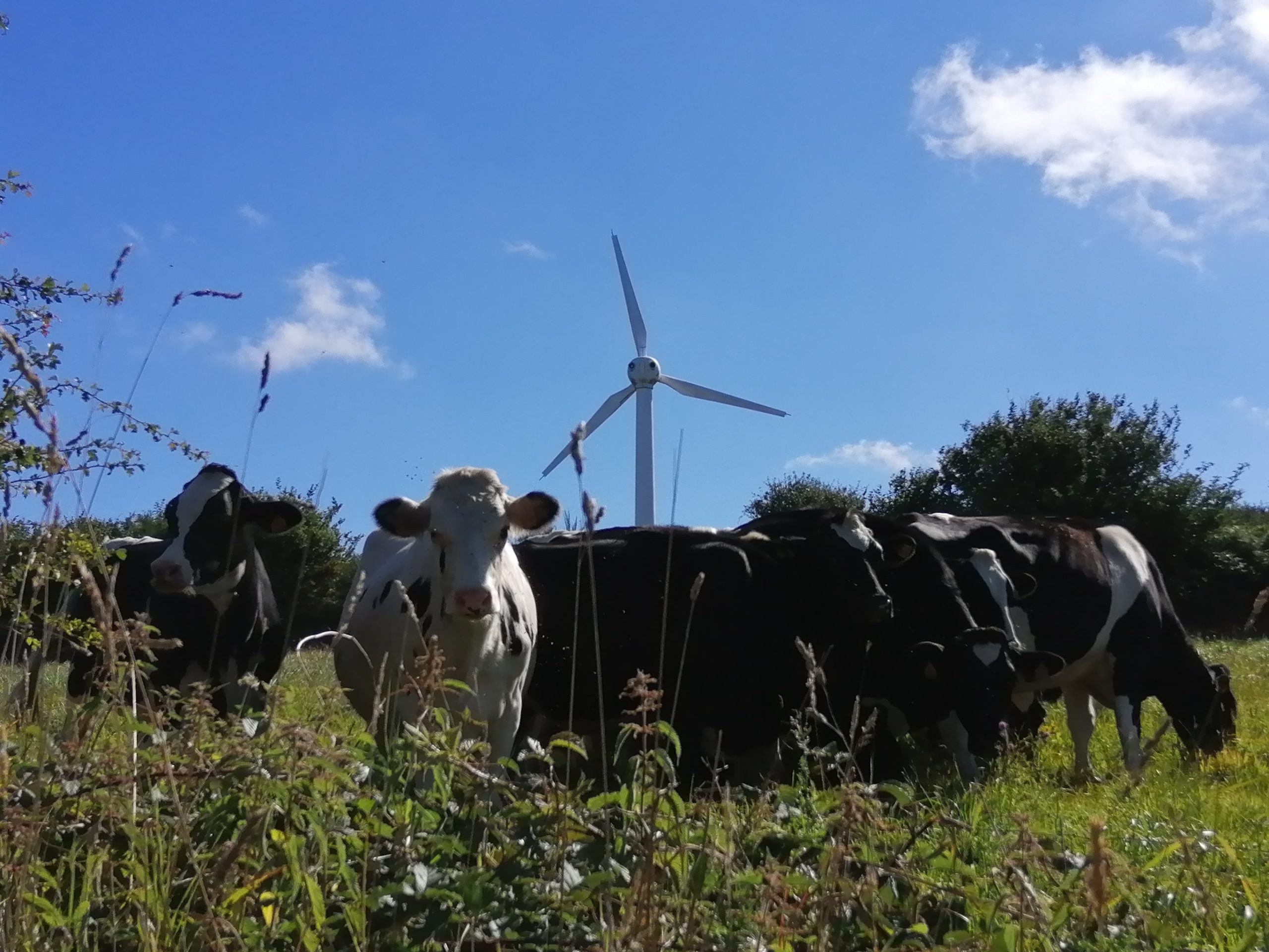 Vaches et éoliennes sur le site de Goariva